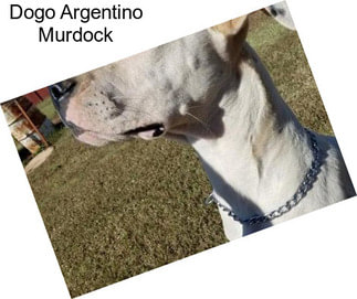 Dogo Argentino Murdock