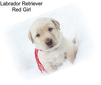 Labrador Retriever Red Girl