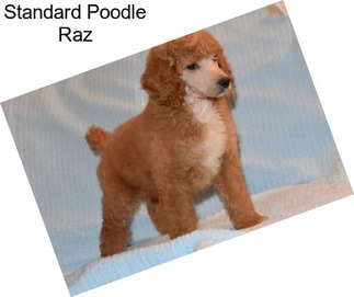 Standard Poodle Raz