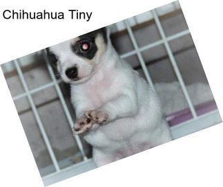 Chihuahua Tiny