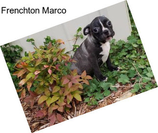 Frenchton Marco