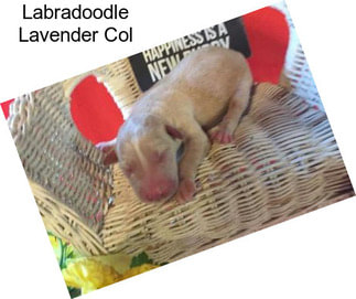 Labradoodle Lavender Col