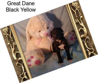 Great Dane Black Yellow