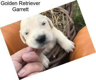 Golden Retriever Garrett