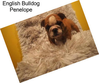 English Bulldog Penelope