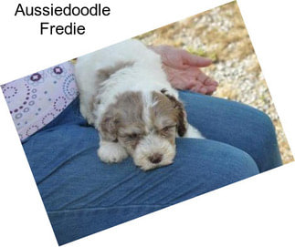 Aussiedoodle Fredie