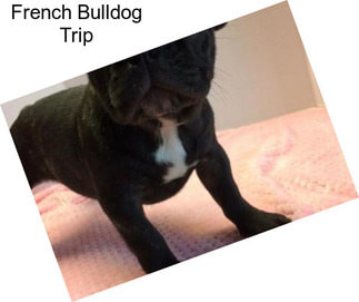 French Bulldog Trip