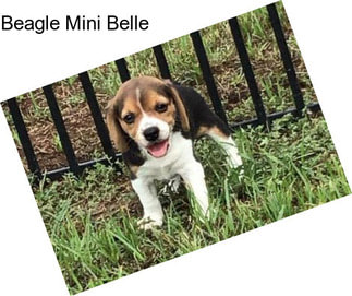 Beagle Mini Belle
