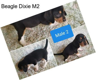 Beagle Dixie M2