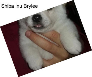 Shiba Inu Brylee