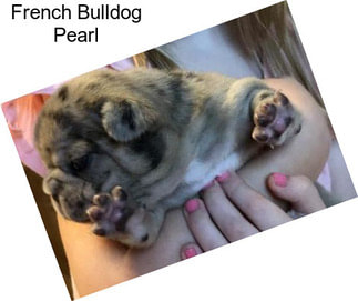 French Bulldog Pearl