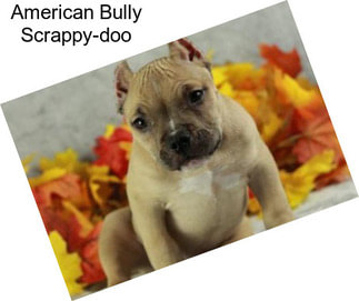 American Bully Scrappy-doo