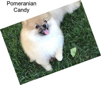 Pomeranian Candy