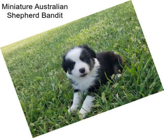 Miniature Australian Shepherd Bandit