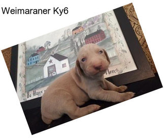 Weimaraner Ky6