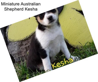 Miniature Australian Shepherd Kesha