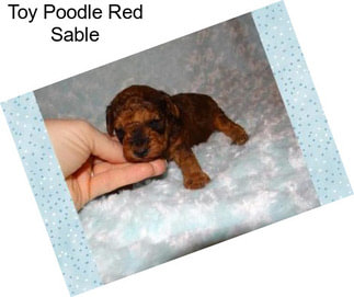 Toy Poodle Red Sable