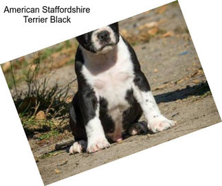 American Staffordshire Terrier Black