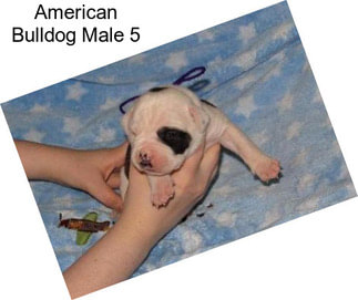 American Bulldog Male 5