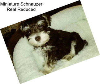 Miniature Schnauzer Real Reduced