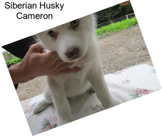 Siberian Husky Cameron
