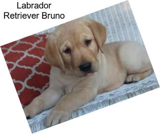 Labrador Retriever Bruno