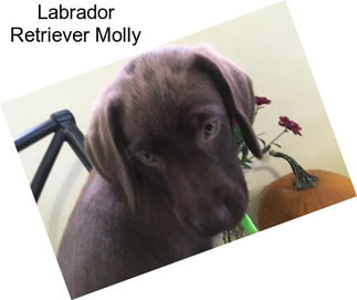 Labrador Retriever Molly