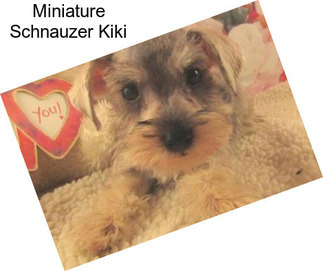 Miniature Schnauzer Kiki