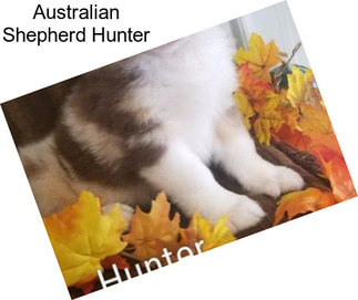 Australian Shepherd Hunter