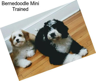 Bernedoodle Mini Trained