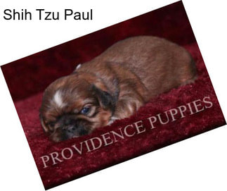 Shih Tzu Paul