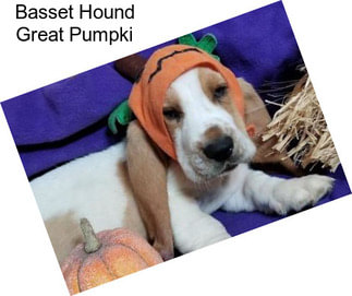 Basset Hound Great Pumpki