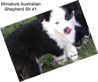 Miniature Australian Shepherd Sh 41