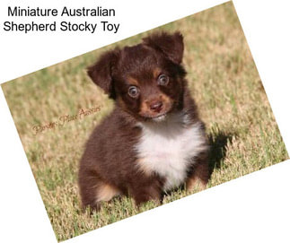 Miniature Australian Shepherd Stocky Toy