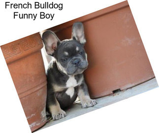 French Bulldog Funny Boy