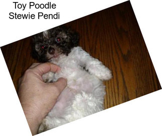 Toy Poodle Stewie Pendi