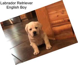 Labrador Retriever English Boy