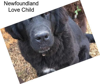 Newfoundland Love Child