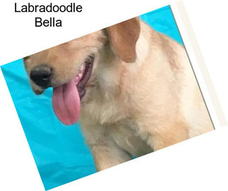 Labradoodle Bella
