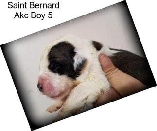Saint Bernard Akc Boy 5