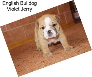 English Bulldog Violet Jerry