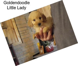 Goldendoodle Little Lady