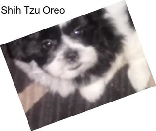 Shih Tzu Oreo