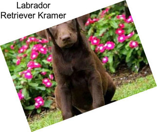 Labrador Retriever Kramer