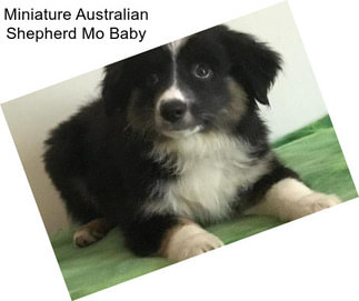 Miniature Australian Shepherd Mo Baby