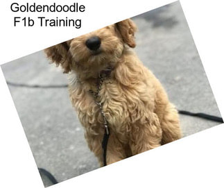 Goldendoodle F1b Training