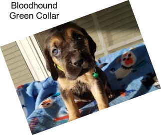 Bloodhound Green Collar