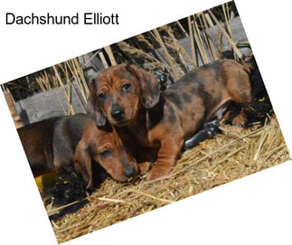 Dachshund Elliott