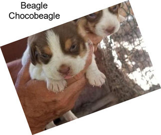 Beagle Chocobeagle