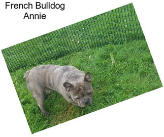 French Bulldog Annie